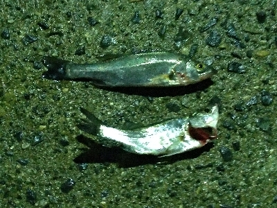 透明プラグ良か