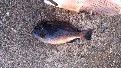 10/22釣果豆アジ大漁。他は渋スギ