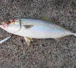 ショアジギング