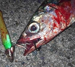 タチウオ狙い