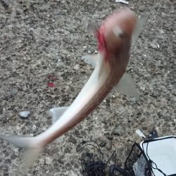 攻め方が裏目に、、、