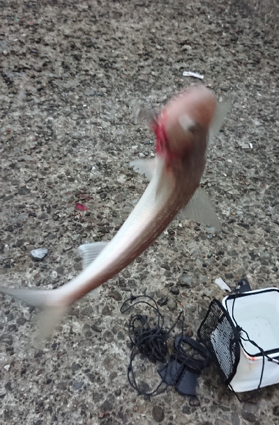 攻め方が裏目に、、、