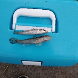 ハゼ釣り遠投有利