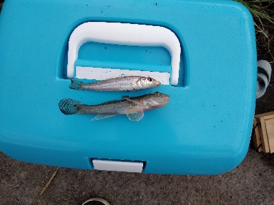 ハゼ釣り遠投有利