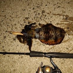 秋イカも少し大きくなってます!