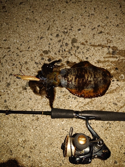 秋イカも少し大きくなってます!