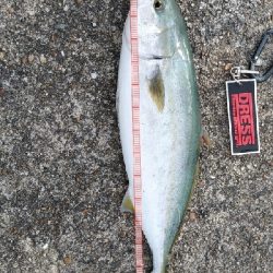 ノマセでハマチ？