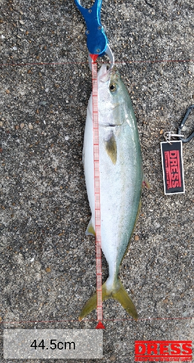 ノマセでハマチ？