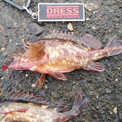 初泉佐野一文字