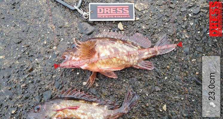 初泉佐野一文字