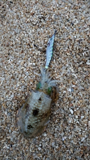 シャローでエギング