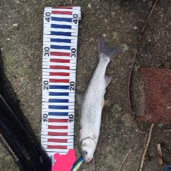 なんとかサゴシに会えた