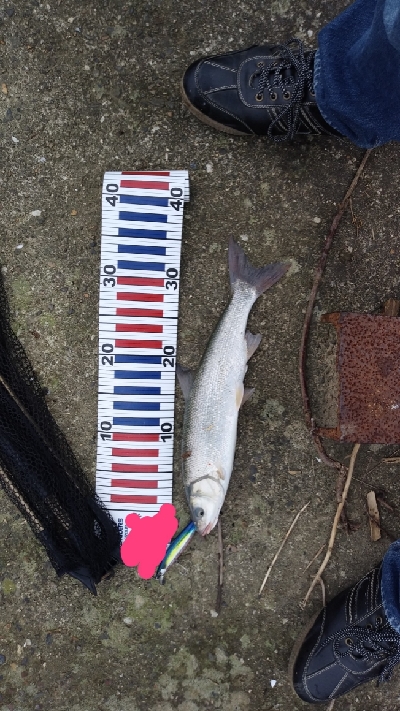 なんとかサゴシに会えた