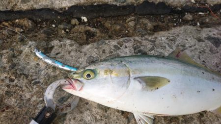 早朝短時間勝負！！