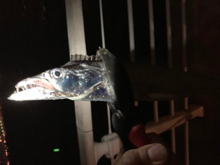 台風前に太刀魚