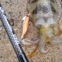 新しい相棒に墨つけ~⤴