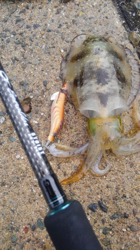 新しい相棒に墨つけ~⤴