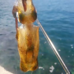 アオリがいません?