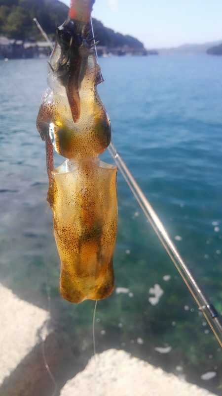 アオリがいません?