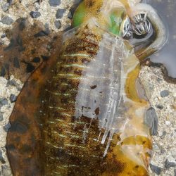 台風後、ポイント限られて~