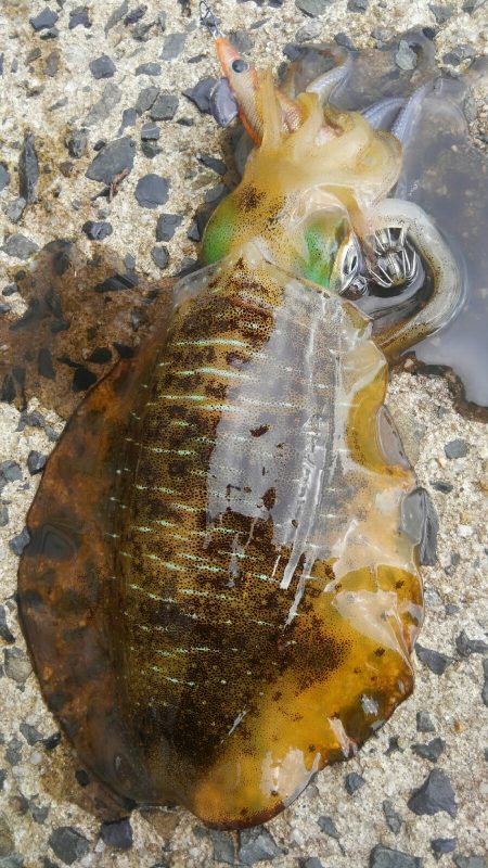 台風後、ポイント限られて~