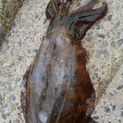 やっと300g アップ上がりました