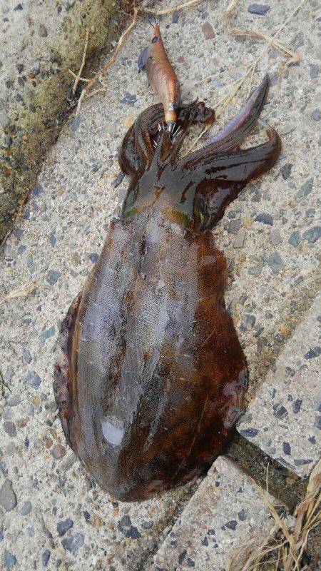 やっと300g アップ上がりました