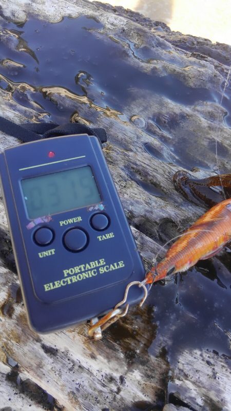 ヒットセンサー的中