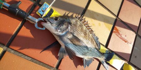 澄みっ澄み！！辰巳橋で