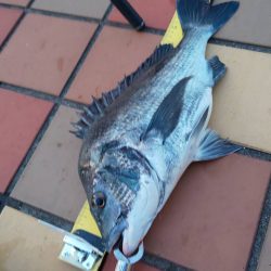 久々40UP　~辰巳橋~