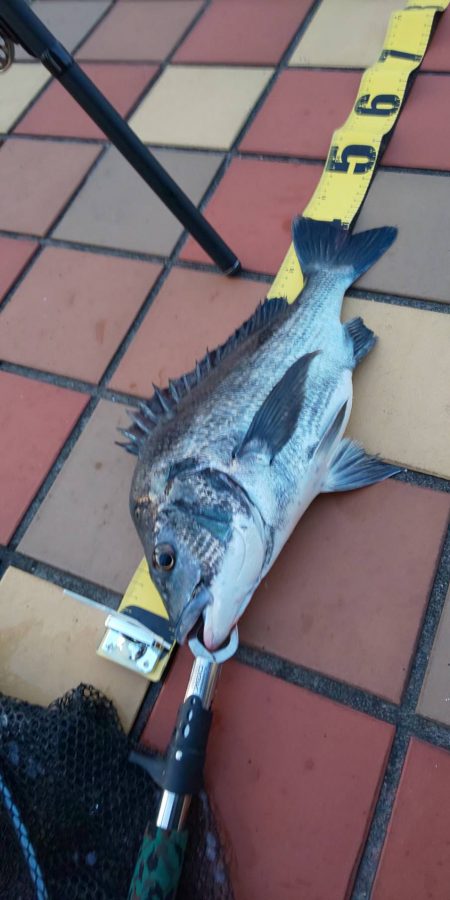 久々40UP　~辰巳橋~