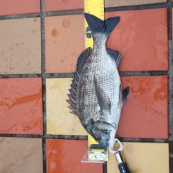 辰巳橋　短時間釣行