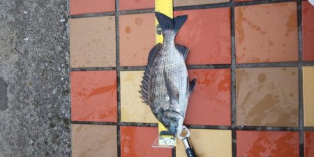 辰巳橋　短時間釣行