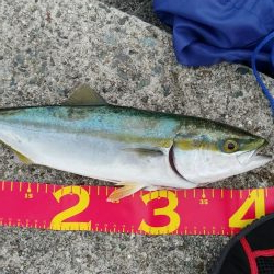 ハマチ　太刀魚