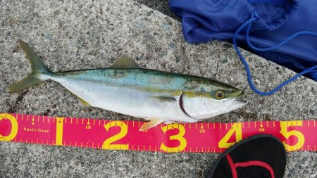 ハマチ　太刀魚