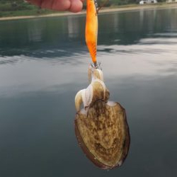 台風前陸っぱりエギング