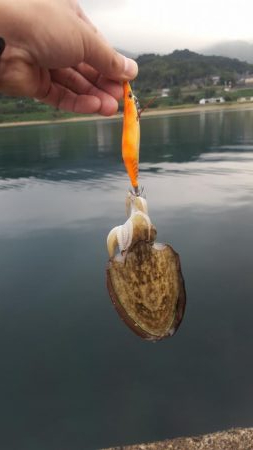 台風前陸っぱりエギング