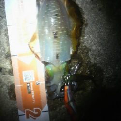 増税スタート　アオリイカは増えず・・・