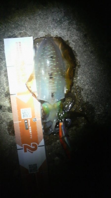 増税スタート　アオリイカは増えず・・・