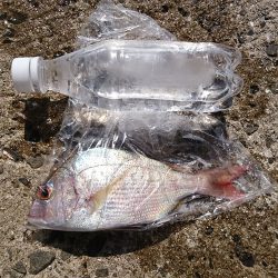 初めての小浦漁港でフカセ釣り