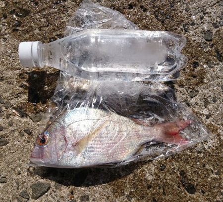 初めての小浦漁港でフカセ釣り