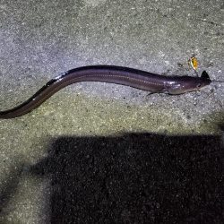 アナゴのフェスティバル