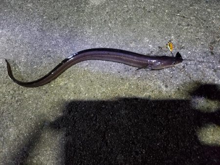 アナゴのフェスティバル