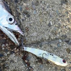 タチウオ人気ありすぎやわ