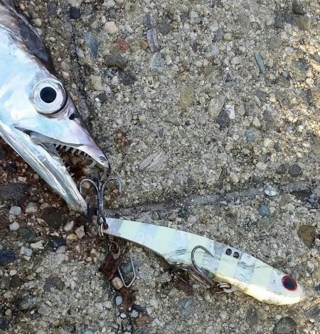 タチウオ人気ありすぎやわ