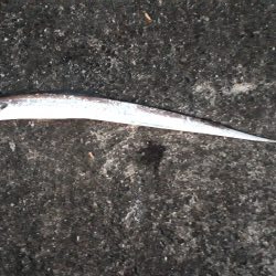 午後の部にて。