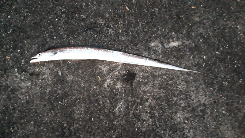 午後の部にて。