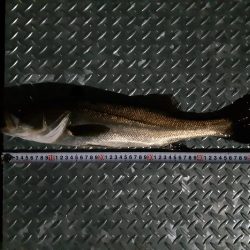 朝ﾏﾂﾞﾒのﾎﾞｲﾙに投入