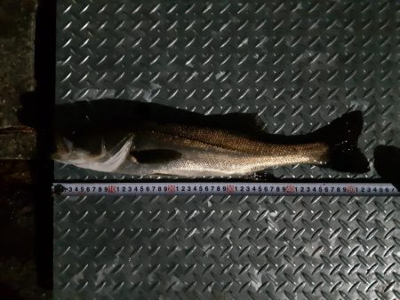 朝ﾏﾂﾞﾒのﾎﾞｲﾙに投入