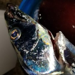 短時間　太刀魚